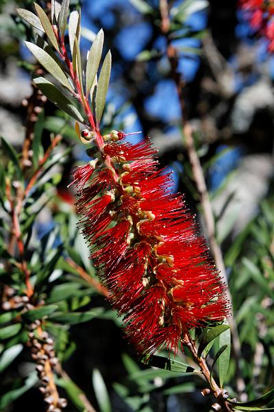 2007 05 19 Blue Mountains 039_DXO.jpg